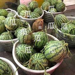 娱乐吃瓜怎么做,跟随吃瓜群众，探寻明星幕后故事